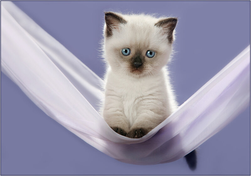 Siamese Kitten in Hammock — White