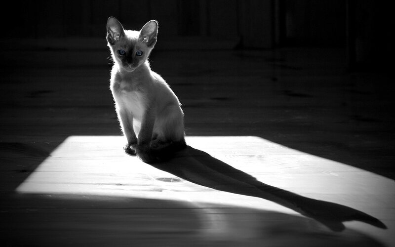 Siamese Kitten in Sunlight — Black