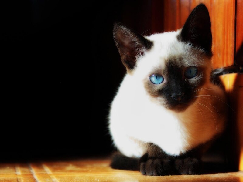Siamese kitten in sunlight