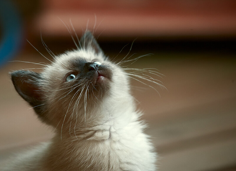 Siamese Kitten Looking Up