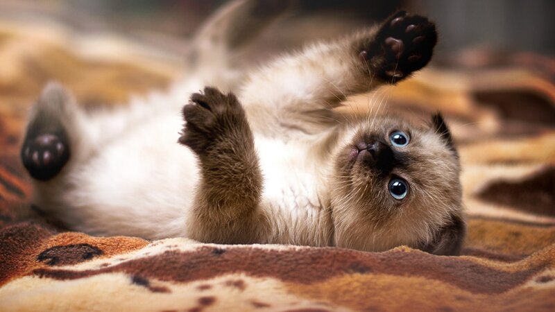 Siamese Kitten Lying — Brown, Playful