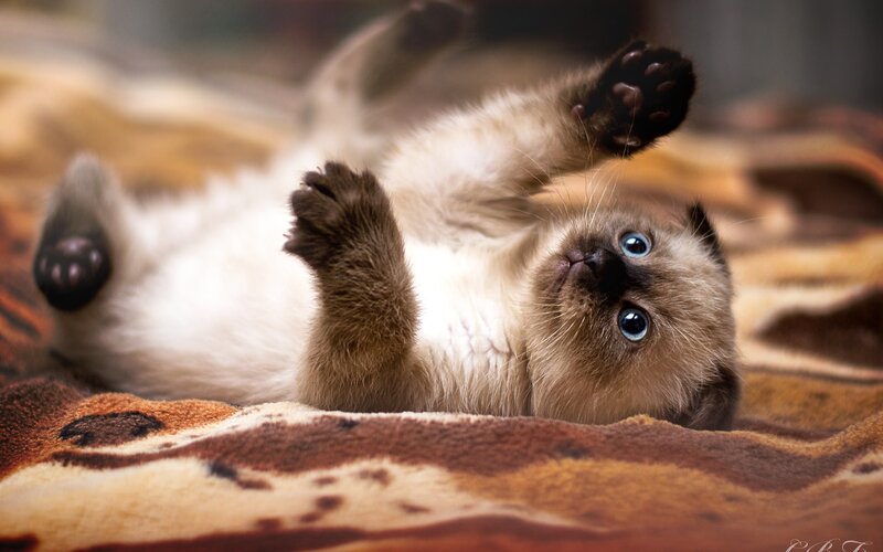 Siamese Kitten Lying Down