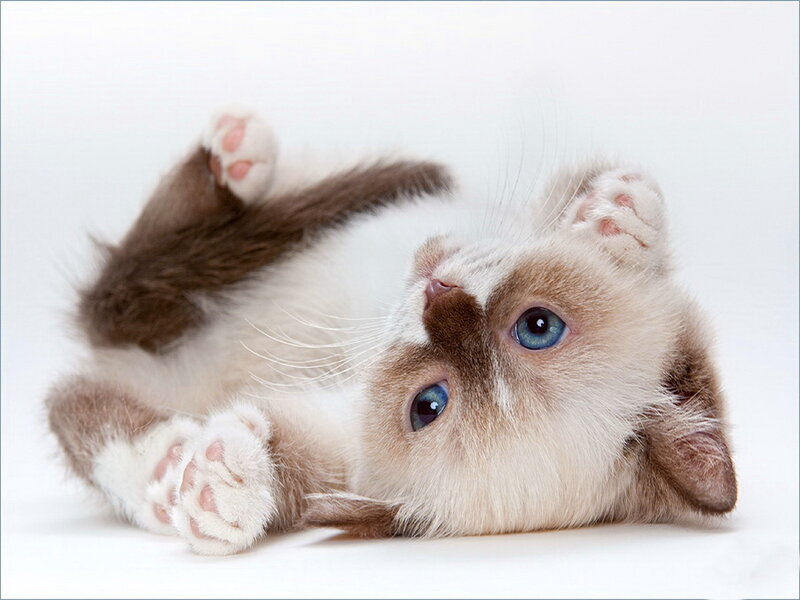 Siamese Kitten Lying