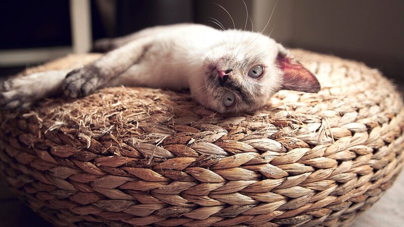 Siamese Kitten on Basket