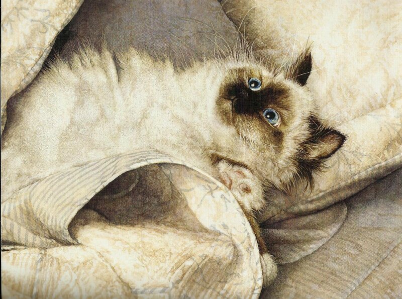 Siamese Kitten on Blanket