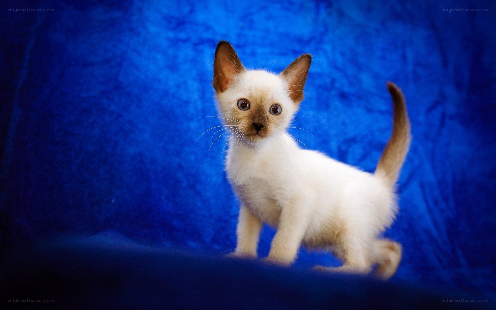 Siamese kitten on blue