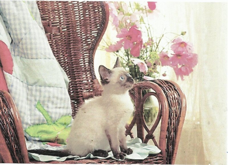 Siamese Kitten on Chair