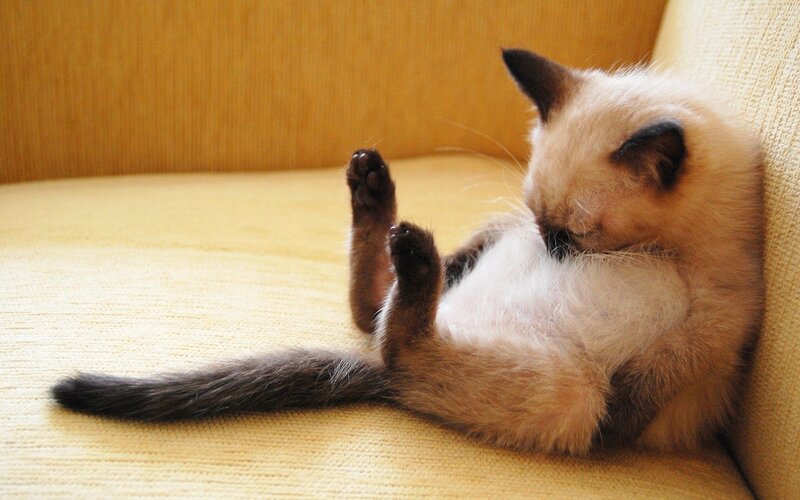 Siamese Kitten on Couch — Beige