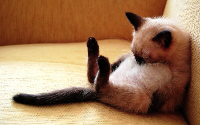 Siamese Kitten on Couch