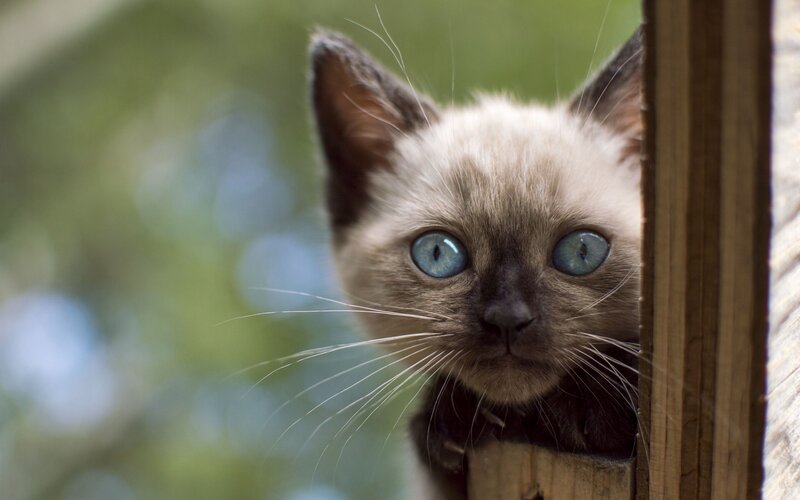 Siamese Kitten Peeking — Brown