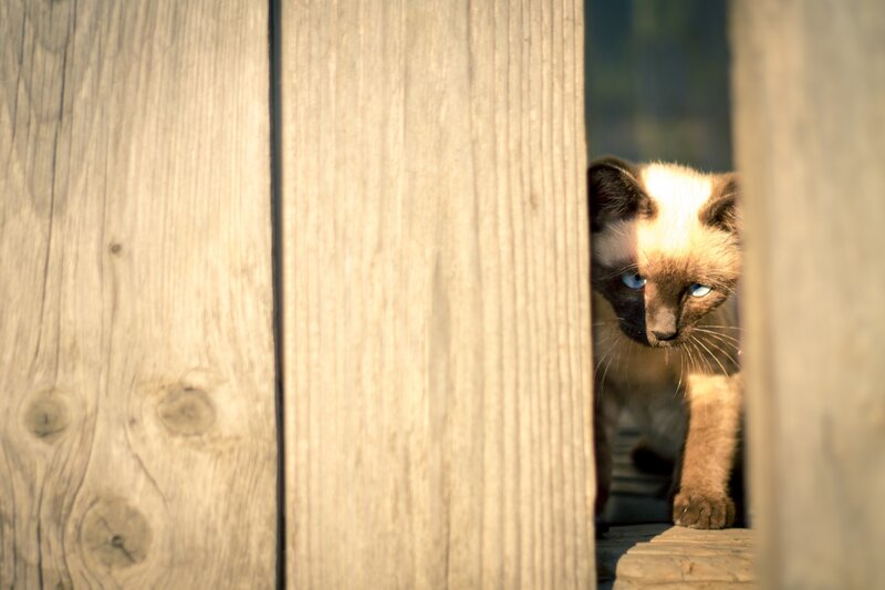 Siamese Kitten Peeking