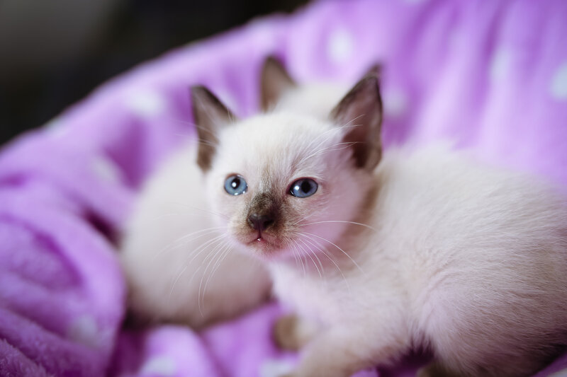 Siamese Kitten — Purple, Calm