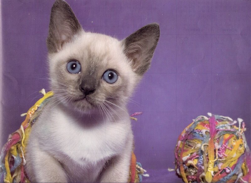 Siamese Kitten — Purple
