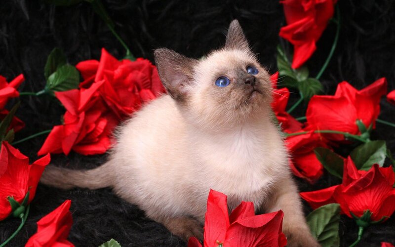 Siamese Kitten — Red, Calm, Photograph, Red Roses
