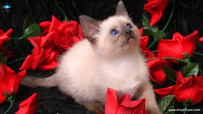 Siamese Kitten — Red, Calm, Photograph