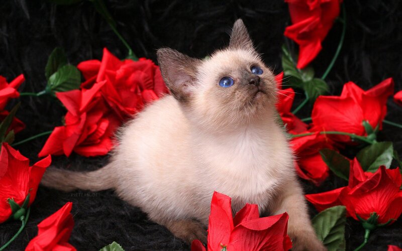 Siamese Kitten — Red, Calm