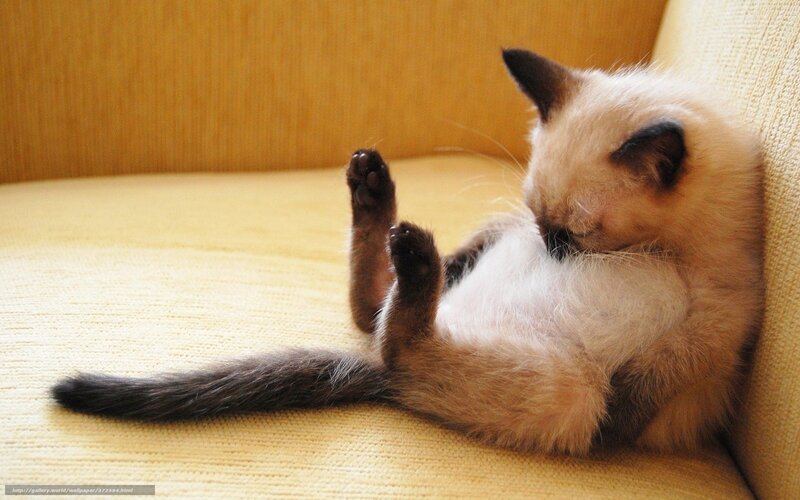 Siamese Kitten Sleeping — Beige