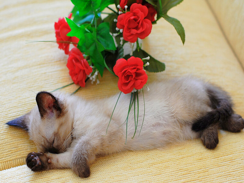 Siamese Kitten Sleeping
