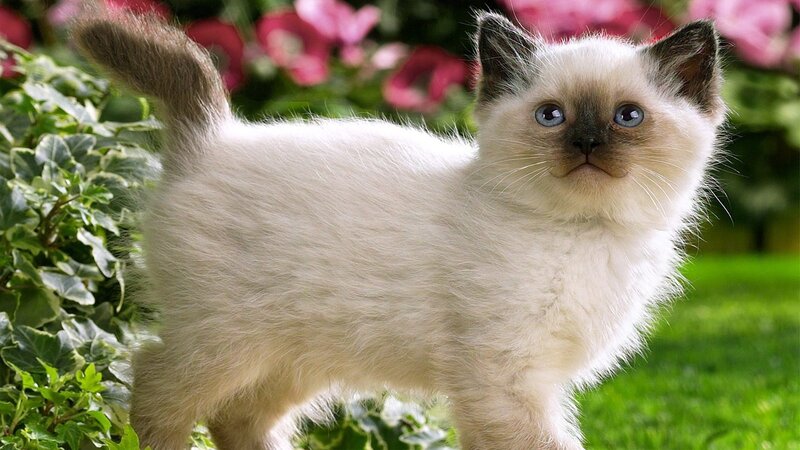 Siamese Kitten Standing