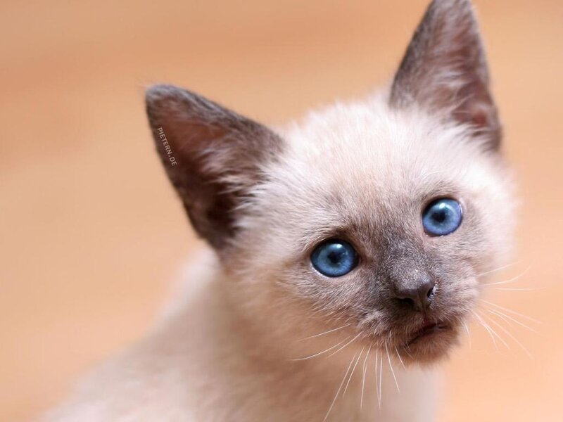 Siamese Kitten