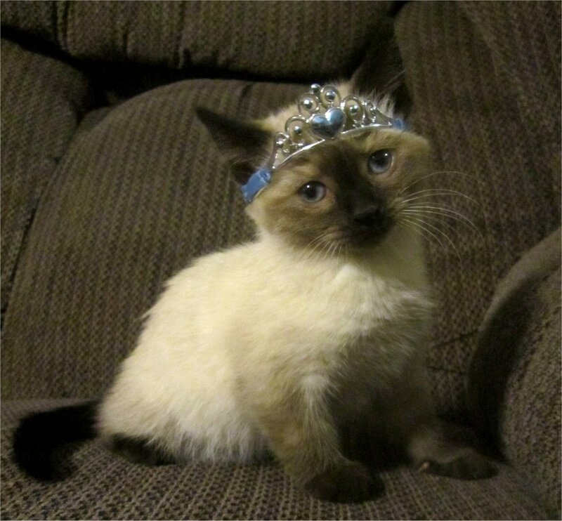 Siamese Kitten Wearing Tiara