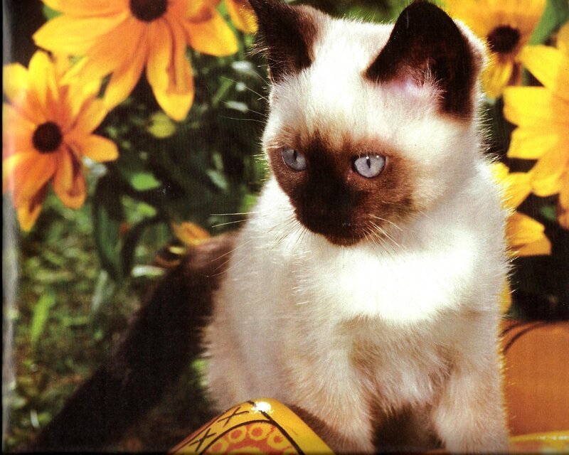 Siamese Kitten — White, Calm, Afternoon, Photograph
