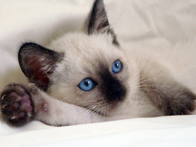 Siamese Kitten — White, Calm, Photograph, White Blanket