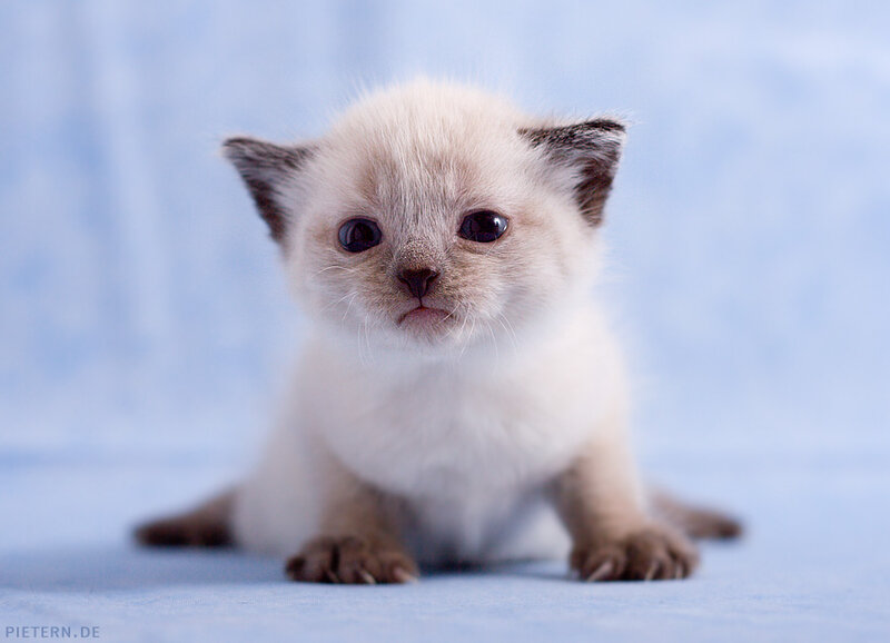 Siamese Kitten — White, Calm