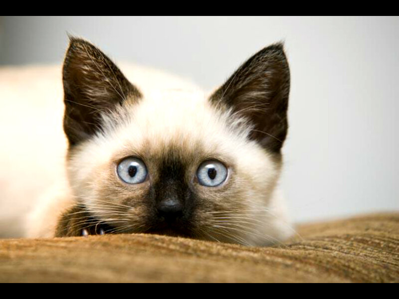 Siamese Kitten — White, Curious, Photograph