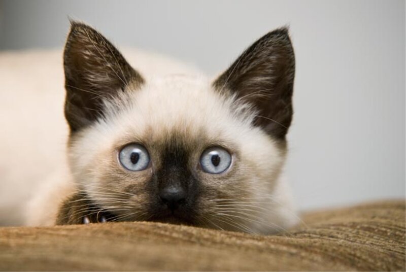 Siamese Kitten — White, Curious