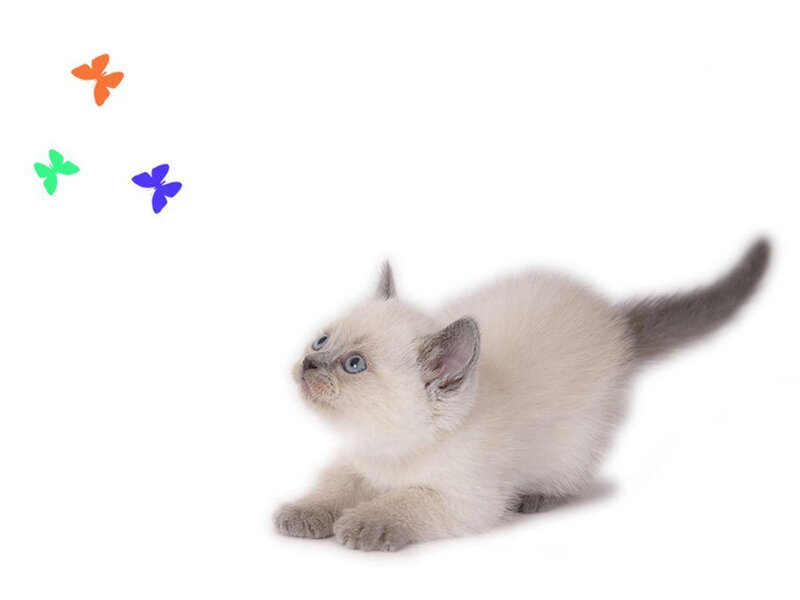 Siamese Kitten — White