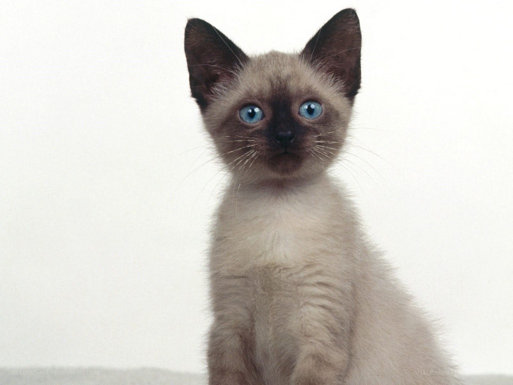 Siamese kitten with blue eyes