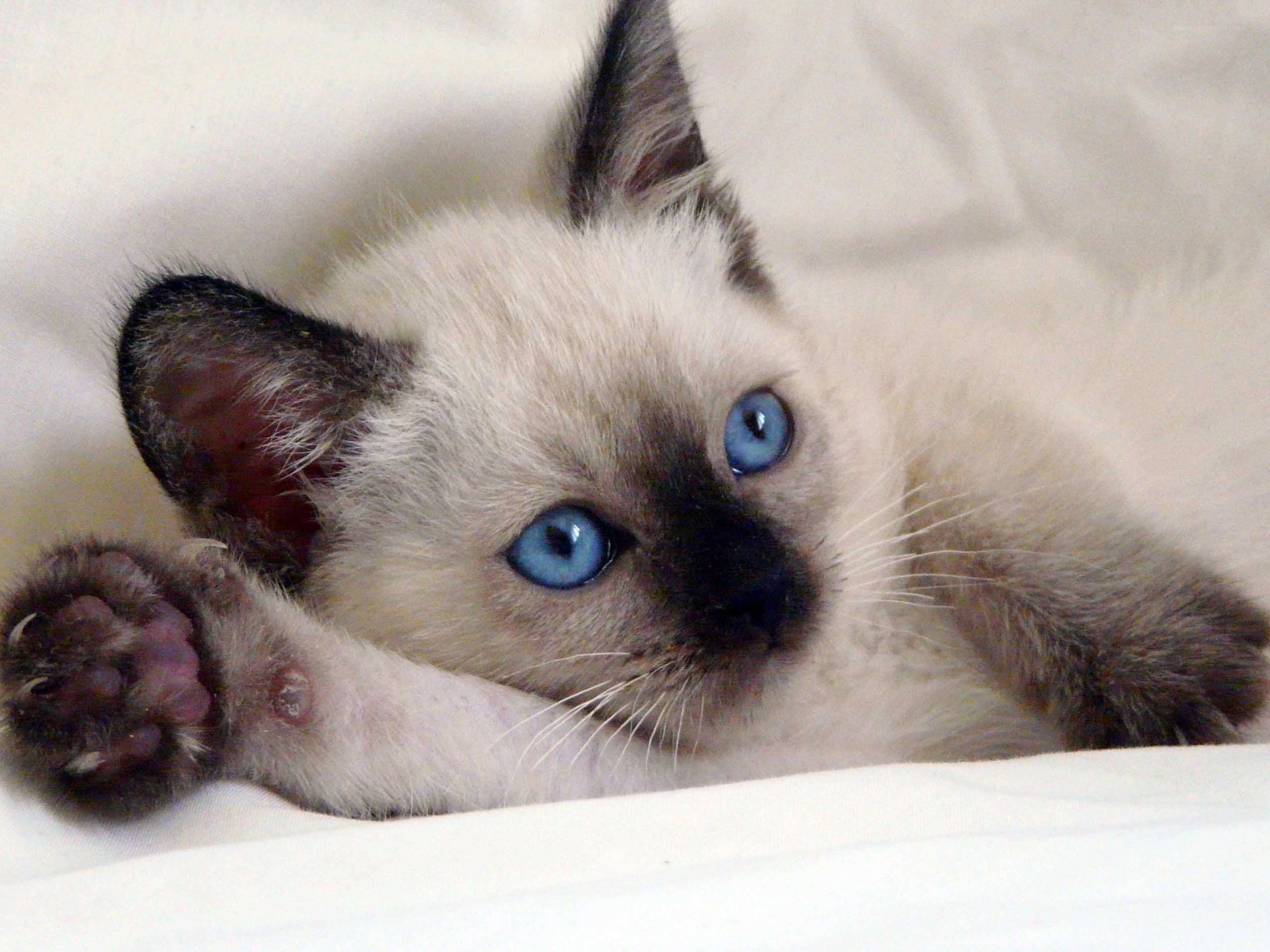 Siamese kitten with blue eyes