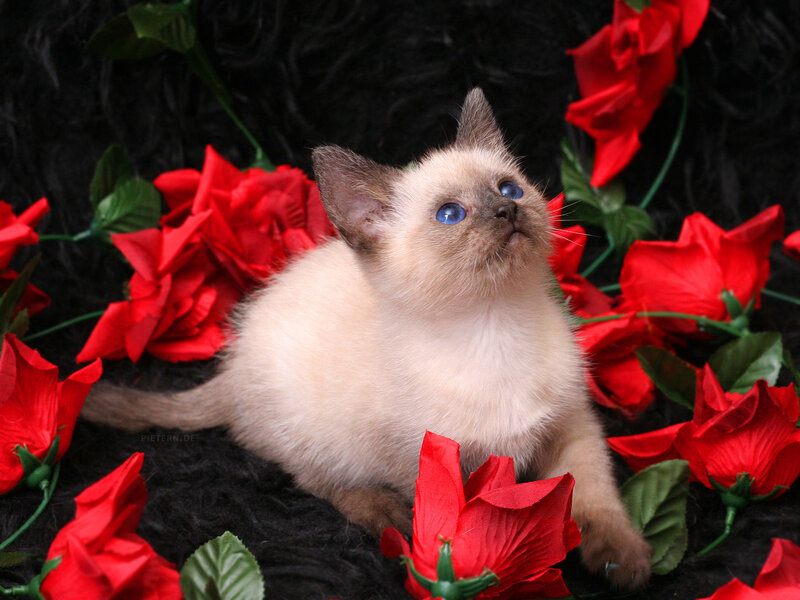 Siamese Kitten with Blue Eyes — Red, Serene
