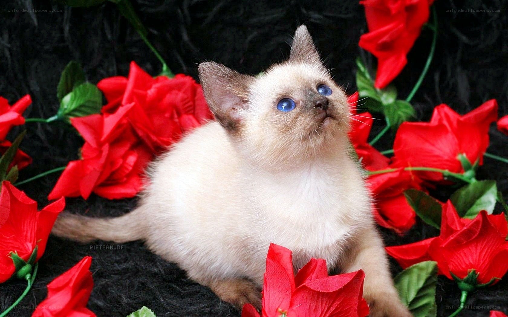 Siamese kitten with red roses