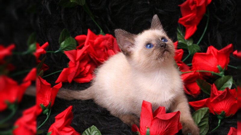 Siamese Kitten with Red Roses — Calm