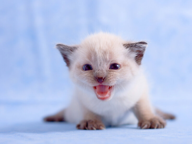 Siamese Kitten Yawning