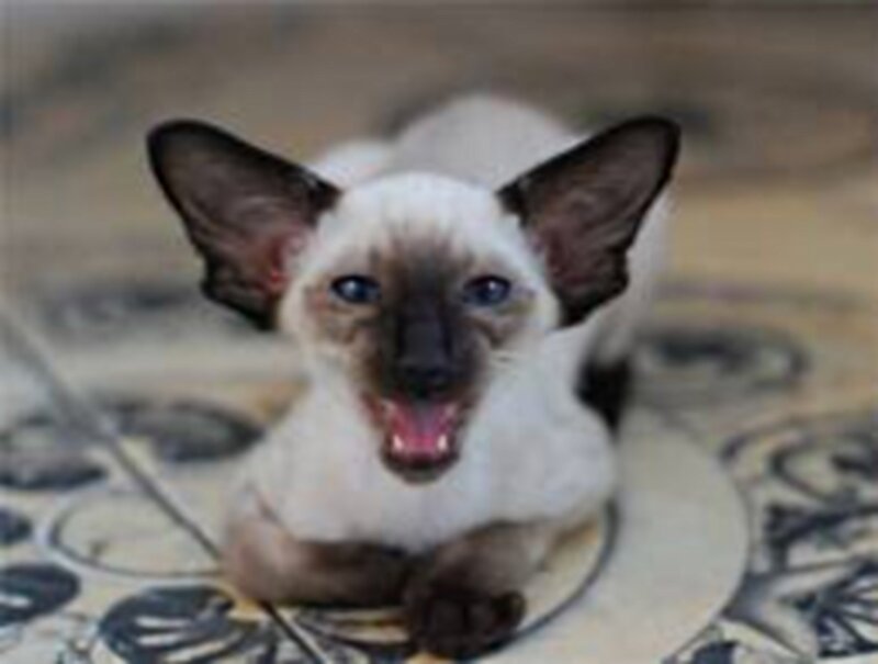 Siamese Kitten Yawning — White, Calm