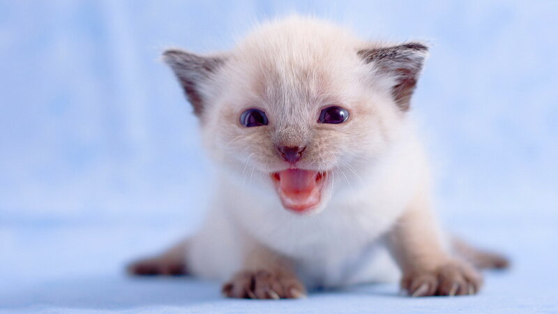 Siamese Kitten Yawning — White