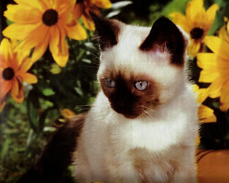 Siamese Kitten — Yellow