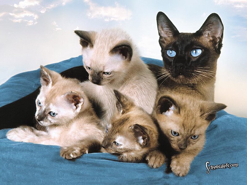 Siamese Kittens and Mother