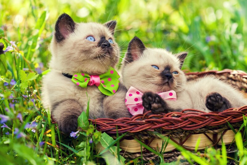 Siamese Kittens in Basket — Green