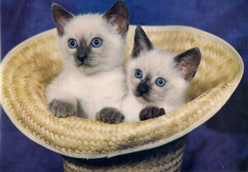 Siamese Kittens in Basket