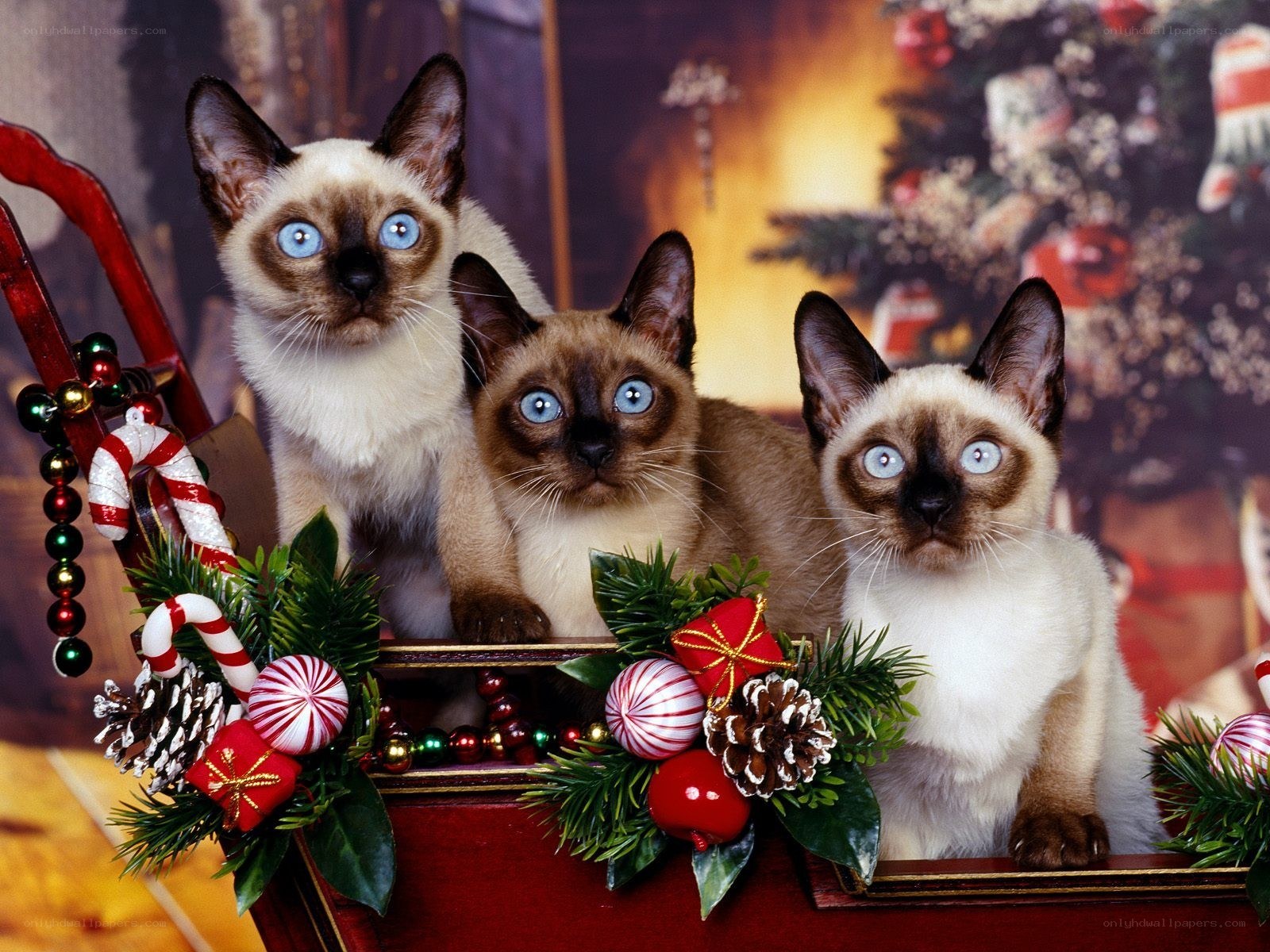 Siamese kittens in Christmas sleigh