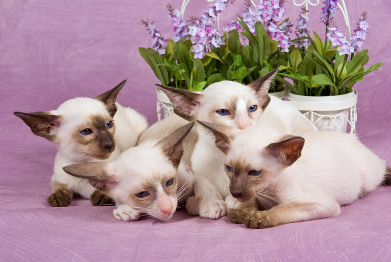 Siamese Kittens — Purple