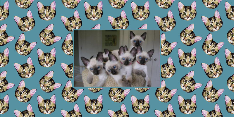 Siamese Kittens