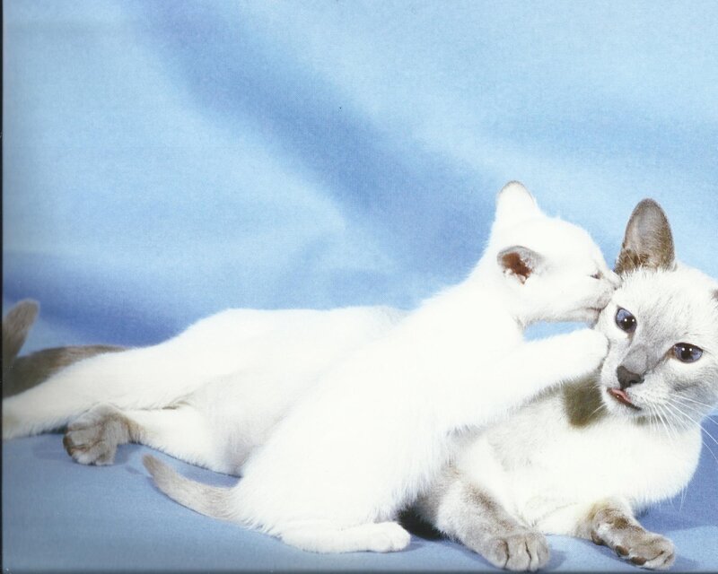Siamese Kittens — White, Calm
