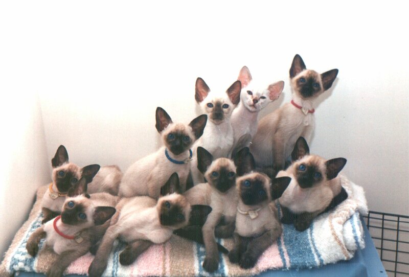 Siamese Kittens — White