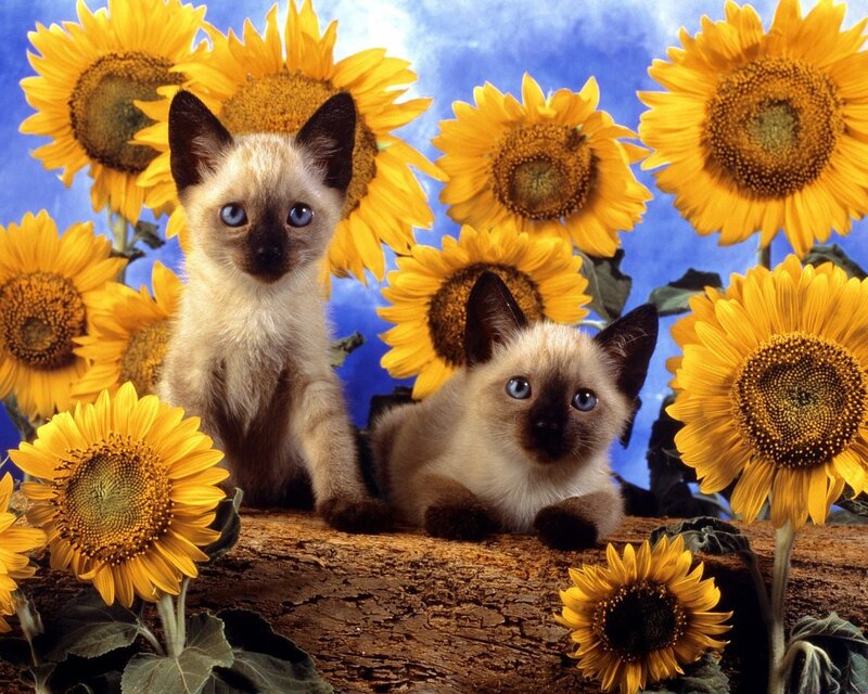 Siamese Kittens with Sunflowers — Yellow
