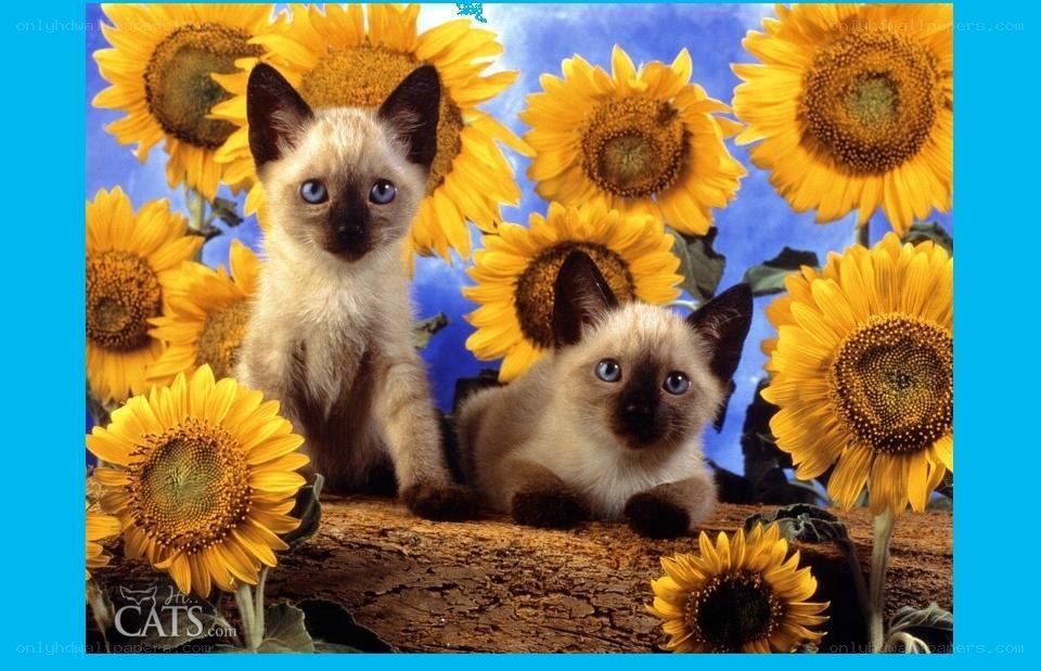 Siamese kittens with sunflowers